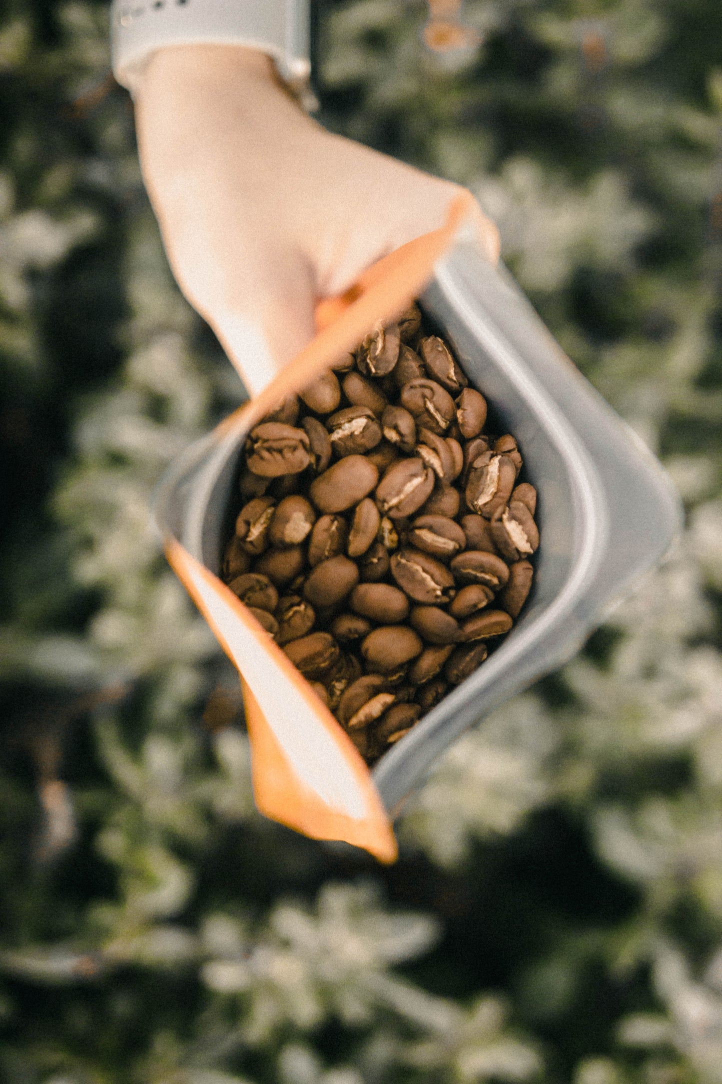 Organic Signature House Blend